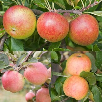 Cox Lover's Apple Collection (3 Trees) (image for) Cox Lover's Apple Collection (3 Trees)