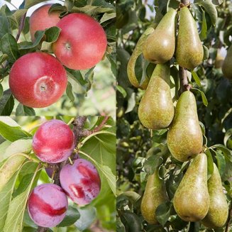 Apple, Pear & Plum Collection (3 Trees) (image for) Apple, Pear & Plum Collection (3 Trees)