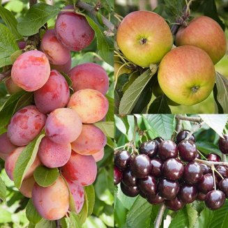 Apple, Plum & Cherry Collection (3 Trees) (image for) Apple, Plum & Cherry Collection (3 Trees)