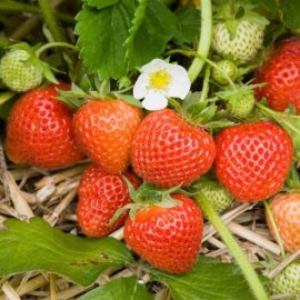 Strawberry Plants 'Cambridge Favourite' (12 plants)