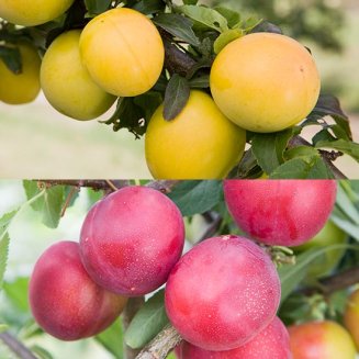 Cordon Mirabelle Plum Collection (2 Trees) (image for) Cordon Mirabelle Plum Collection (2 Trees)