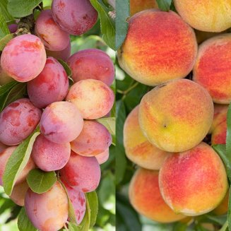 Plum & Peach Collection (2 Trees) (image for) Plum & Peach Collection (2 Trees)