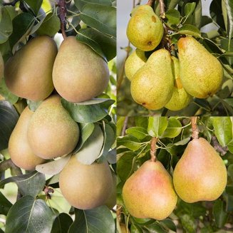 Long Season Cordon Pear Collection (3 Trees) (image for) Long Season Cordon Pear Collection (3 Trees)