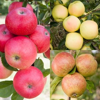 Long Season Apple Collection (3 Trees) (image for) Long Season Apple Collection (3 Trees)