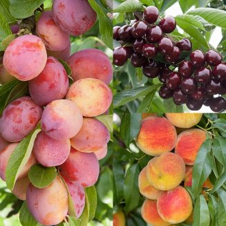 Plum, Cherry & Peach Collection (3 Trees) (image for) Plum, Cherry & Peach Collection (3 Trees)