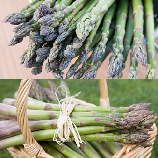 RHS Award Winning Asparagus Collection (24 crowns) (image for) RHS Award Winning Asparagus Collection (24 crowns)