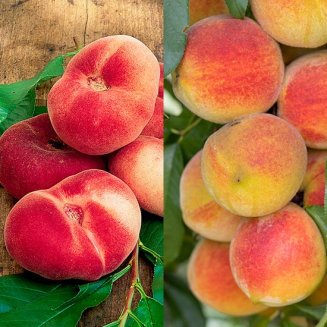 Peach Collection (2 Trees) (image for) Peach Collection (2 Trees)