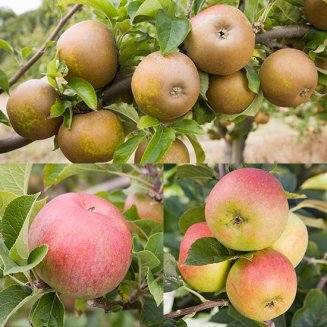 English Heritage Apple Collection (3 Trees) (image for) English Heritage Apple Collection (3 Trees)