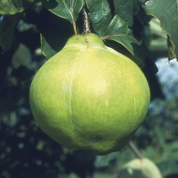Quince Tree 'Champion' (Pot Grown)