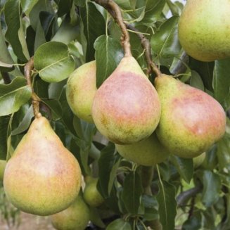 Pear Tree 'Onward' (Pot Grown)