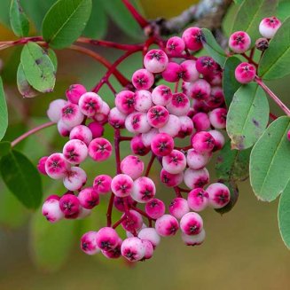 (image for) Sorbus hupehensis 'Pink Pagoda' (Mountain Ash Tree)