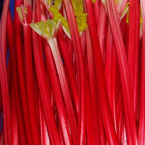 (image for) Rhubarb 'Champagne' (3 crowns)