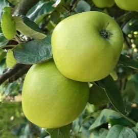 (image for) Cider Apple Tree 'Morgan Sweet'