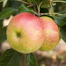 (image for) Cordon Apple 'Laxton's Fortune'