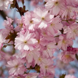 (image for) Prunus 'Beni-yutaka' (Japanese Flowering Cherry)