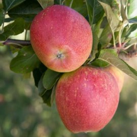 (image for) Apple Tree 'Kidd's Orange Red'