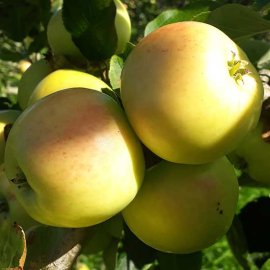 (image for) Cider Apple Tree 'Sweet Alford'