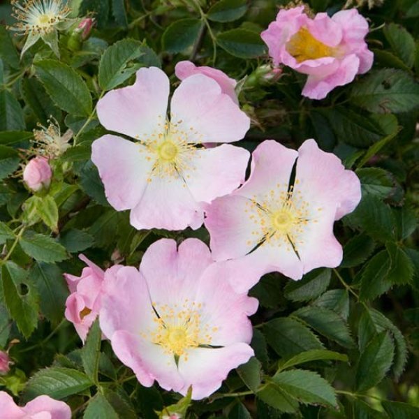 (image for) Dog Rose (Wild Rose) Hedging (12 plants)