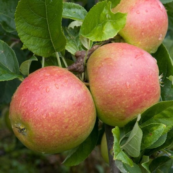 (image for) Apple Tree 'Charles Ross'