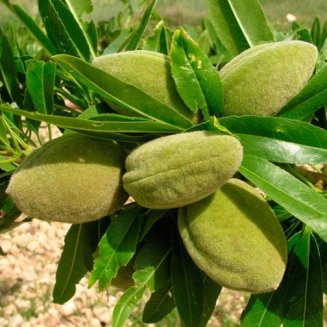 Sweet Almond Tree 'Robijn' (Pot Grown)