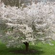 Prunus \'The Bride\' (Pot Grown) Flowering Cherry Tree