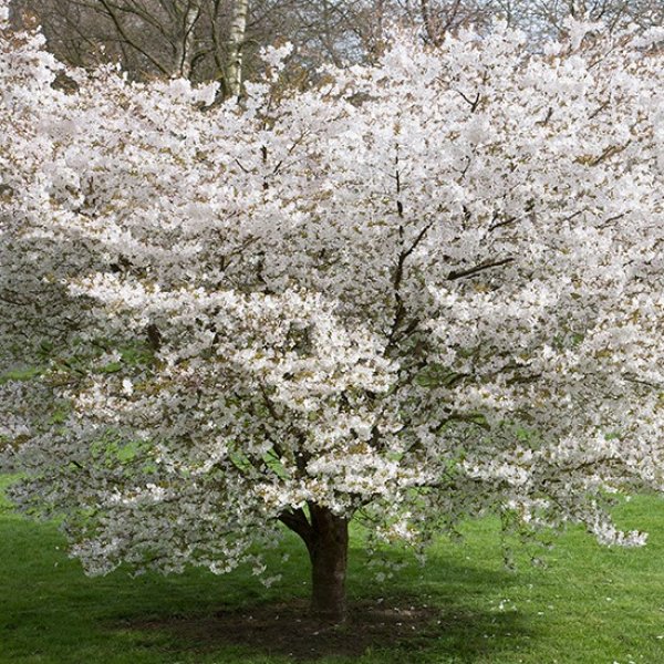 Prunus 'The Bride' (Flowering Cherry Tree)