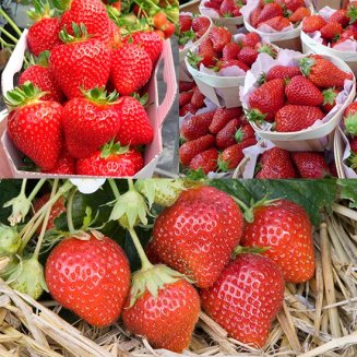 French Gourmet Strawberry Collection (18 plants) (image for) French Gourmet Strawberry Collection (18 plants)
