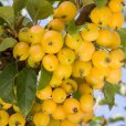 (image for) Malus \'Golden Hornet\' (Crab Apple Tree)