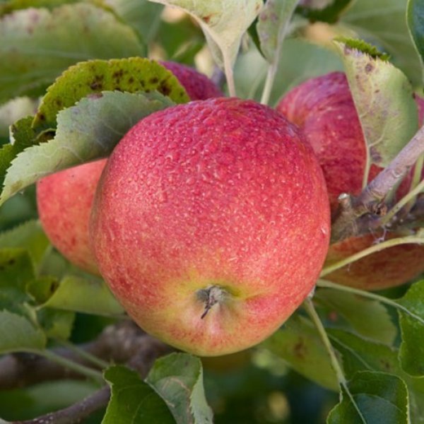 Apple Tree 'Jonagold' (Pot Grown)