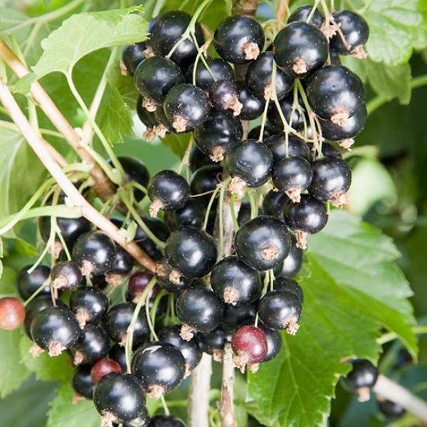 (image for) Blackcurrant Bush 'Ben Tirran'