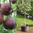 Standard Fig Tree \'Chelsea\'