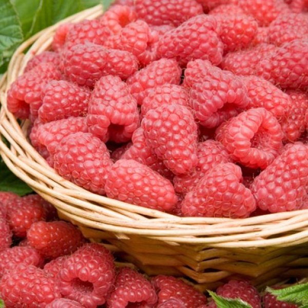 (image for) Raspberry 'Tulameen' (6 canes)