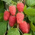Raspberry \'Cascade Delight\' (3 cell grown plants)