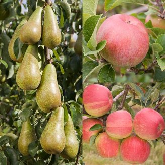 Apple & Pear Collection (3 Trees) (image for) Apple & Pear Collection (3 Trees)