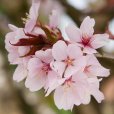Prunus sargentii (Pot Grown) Flowering Cherry Tree