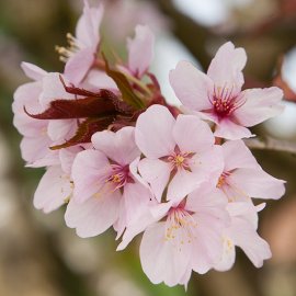 (image for) Prunus sargentii (Flowering Cherry Tree)