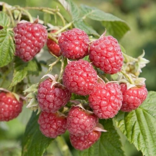 (image for) Raspberry 'Autumn Bliss' (6 canes)