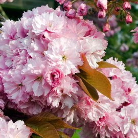 (image for) Prunus 'Pink Perfection' (Japanese Flowering Cherry)