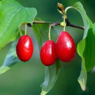 (image for) Cornelian Cherry Hedging (6 plants)