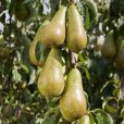 Pear Tree \'Concorde\' (Pot Grown)