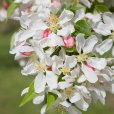 (image for) Malus \'Sun Rival\' (Crab Apple Tree)