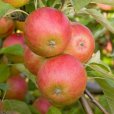 Apple Tree \'Pixie\' (Pot Grown)