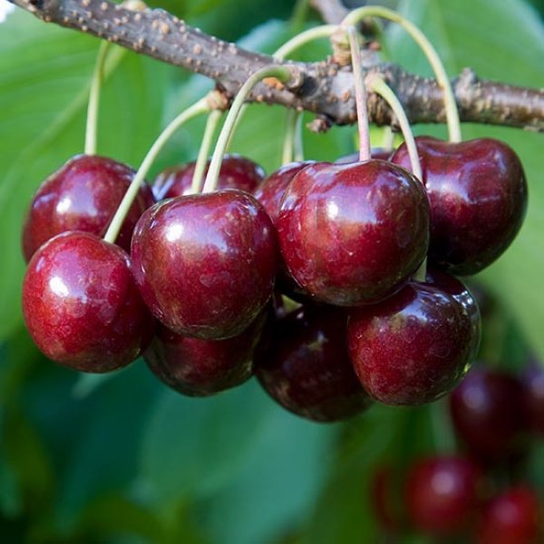 (image for) Cherry Tree 'Bigarreau Burlat'