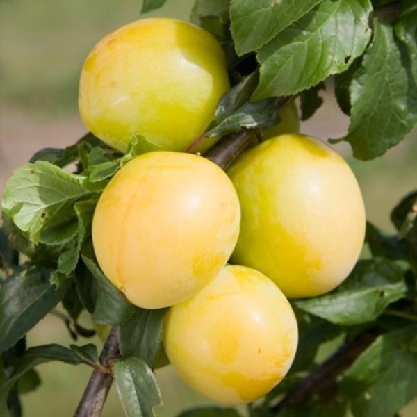 (image for) Mirabelle Plum Tree 'Golden Sphere'