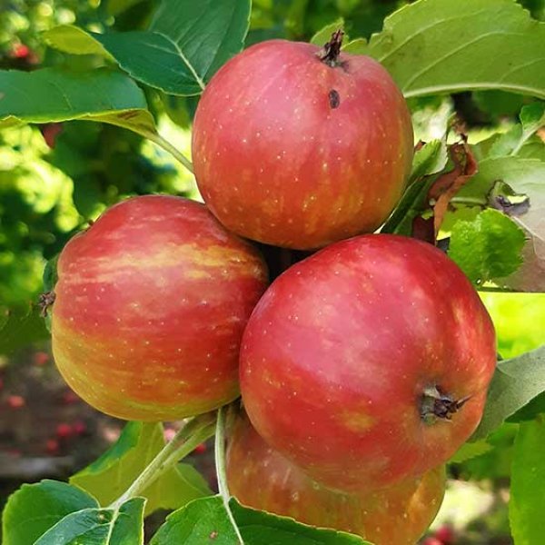 (image for) Cider Apple Tree 'Knotted Kernal'