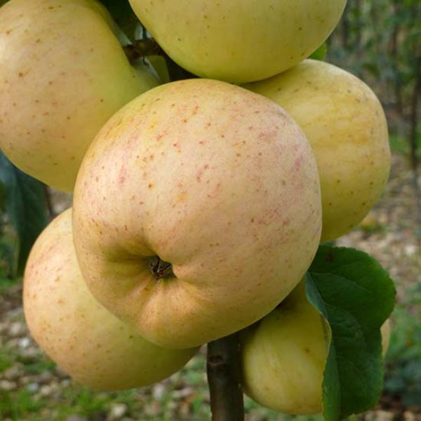 (image for) Apple Tree 'Reverend W. Wilks'