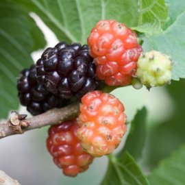 (image for) Black Mulberry Tree 'Chelsea' (3 Litre Pot)