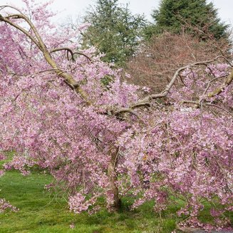 (image for) Prunus pendula 'Pendula Rubra' (Weeping Cherry Tree)