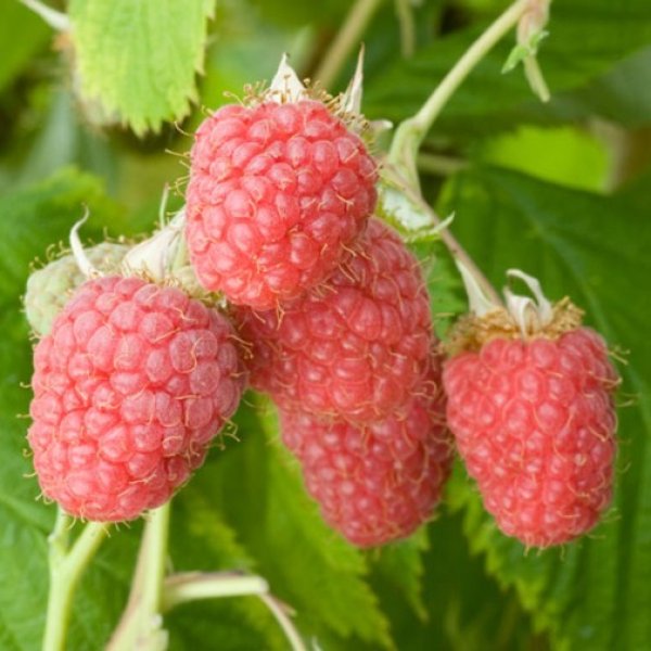 (image for) Raspberry 'Malling Admiral' (6 canes)