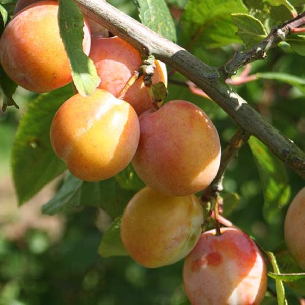 (image for) Plum Tree 'Burbanks Tangerine'